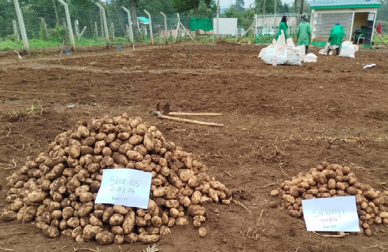 Harvest of demonstration plots in Kenya.jpg